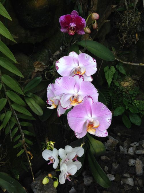 hybrid orchid flower floral