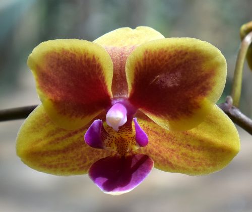 hybrid phalaenopsis phalaenopsis orchid