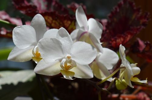 hybrid phalaenopsis phalaenopsis orchid