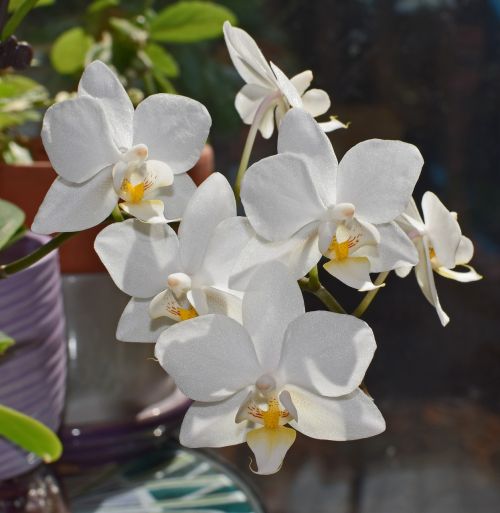 hybrid phalaenopsis phalaenopsis orchid