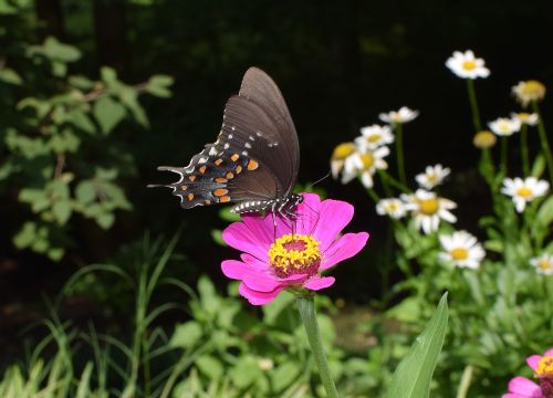 hybrid swallowtail on zinnia butterfly insect