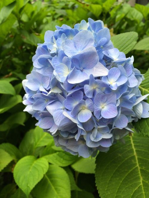 hydrangea blue blossom