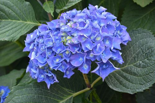 hydrangea flower violet