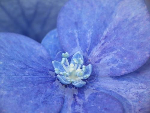 hydrangea blue close