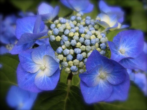 hydrangea blue hydrangea blue