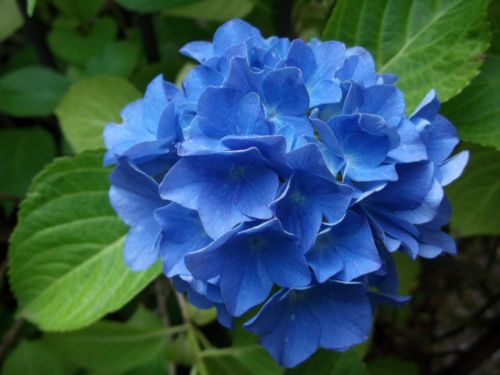 hydrangea blue plant