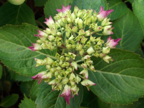 hydrangea pink plant