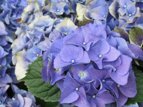 hydrangea floral petal