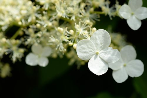 hydrangea white macro