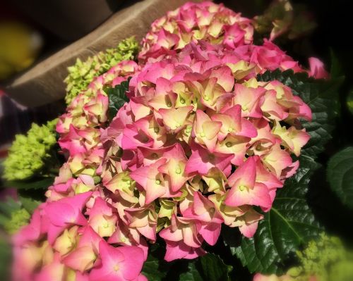 hydrangea flower amsterdam