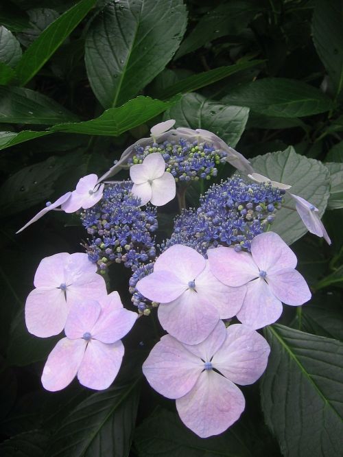 hydrangea blue pink