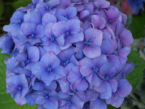 hydrangea blue flower