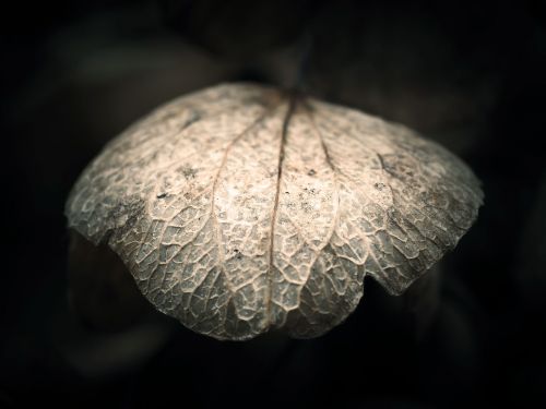 hydrangea leaf faded