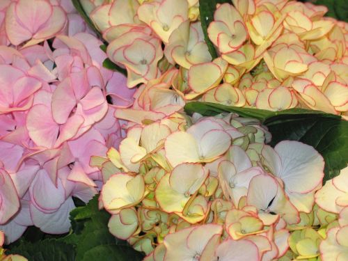 hydrangea decorative bush