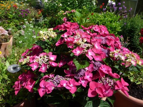 hydrangea flowers summer