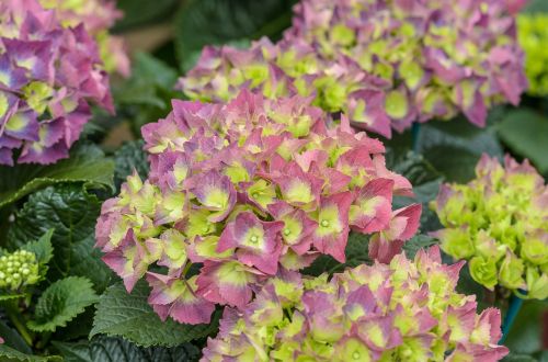 hydrangea pink green