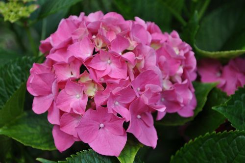 hydrangea flower pink