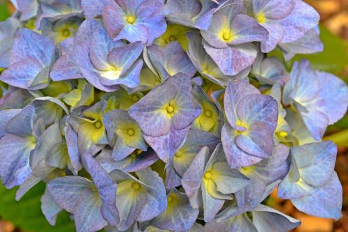 hydrangea flowers lilac