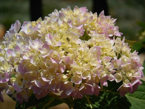 hydrangea bloom flower