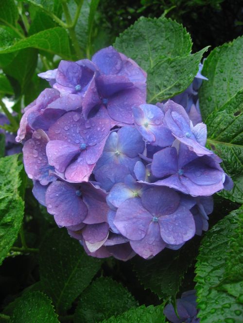 hydrangea ota kisan flowers