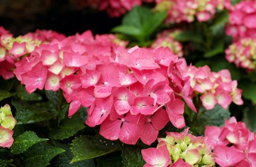 hydrangea flowers bloom