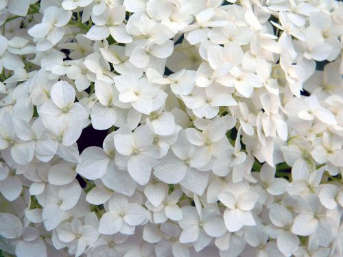hydrangea white flower hydrangea special