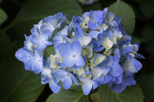 hydrangea flower botanical