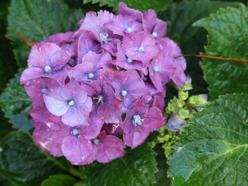 hydrangea flower closeup