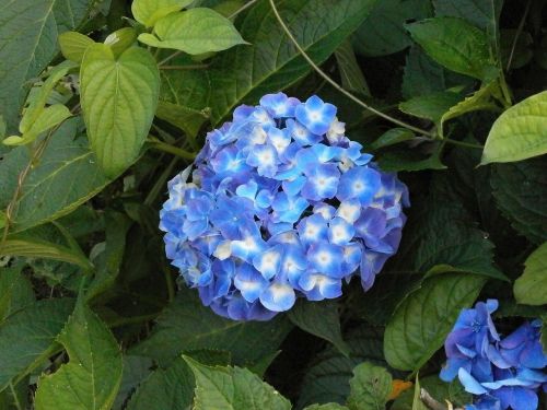 hydrangea summer flowers blue flowers