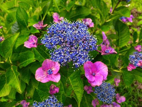 hydrangea pink red purple