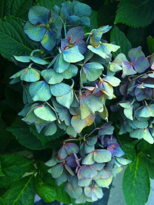 hydrangea wilted it was nearing withered
