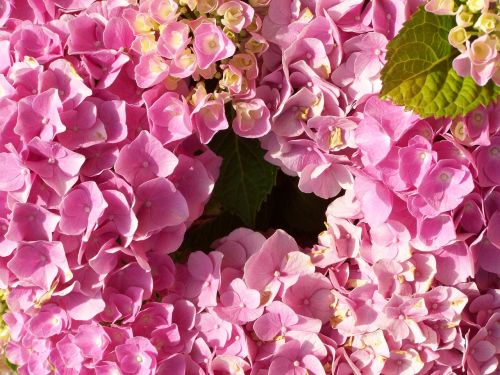 hydrangea pink flower garden summer flower