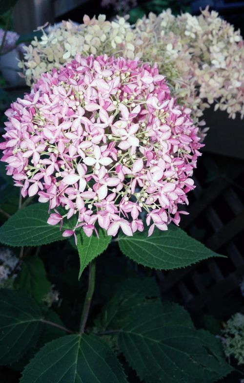 hydrangea pink invincibelle spirit