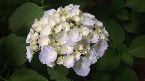 hydrangea gardening flowers