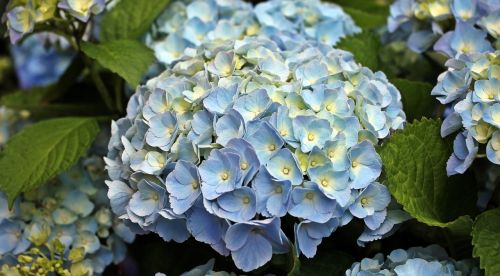 hydrangea flower ornamental flower