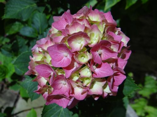 hydrangea pink summer