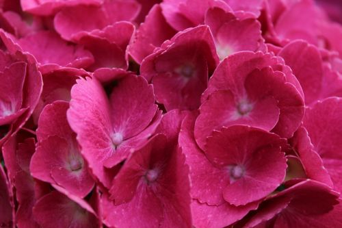 hydrangea pink blossom