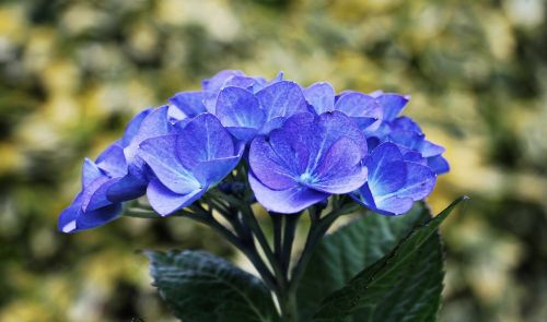 hydrangea flower ornamental flower