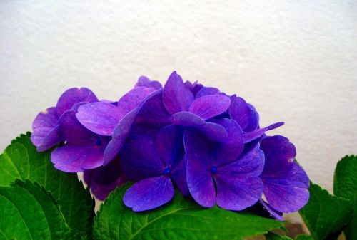 hydrangea blue blossom