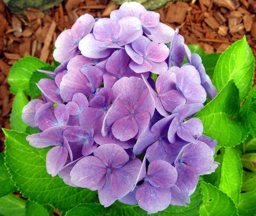 hydrangea blue blossom