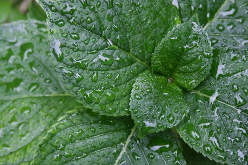 hydrangea leaves dew