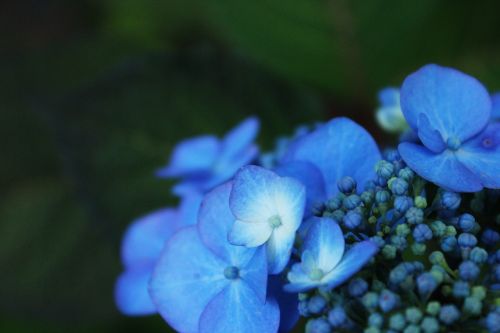 hydrangea flower garden