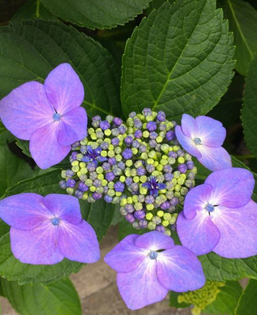 hydrangea flowers purple