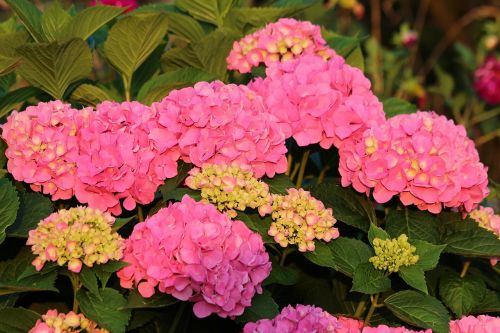 hydrangea flower flowers