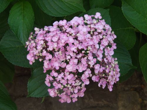 hydrangea bauer hydrangea flowers