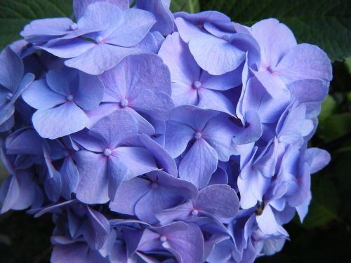 hydrangea blossom bloom