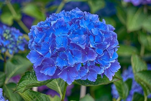 hydrangea flower flora