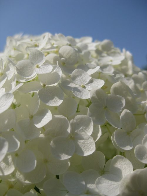 hydrangea flowers white