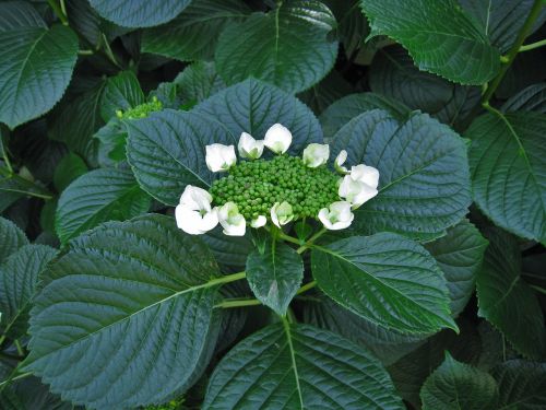 hydrangea white bud