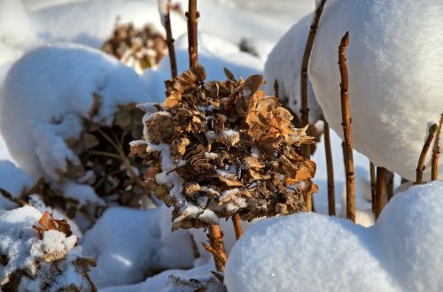 hydrangea nature winter